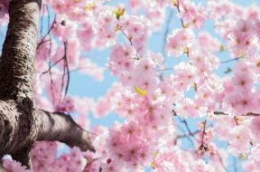 Cherry-blossoms-by-Arno-Smit-Unsplash.jpg