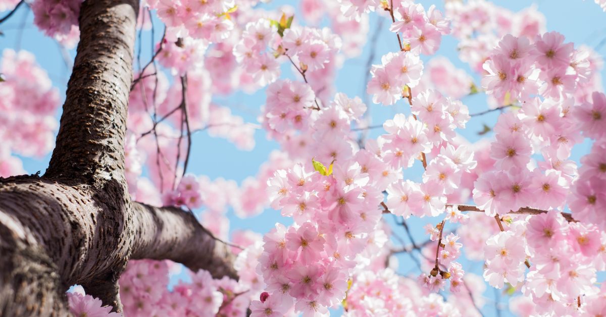 Hayfever: Are You Ready For Spring?