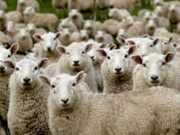 Herd-of-Sheep-by-Andrea-Lightfoot-Unsplash-.jpg